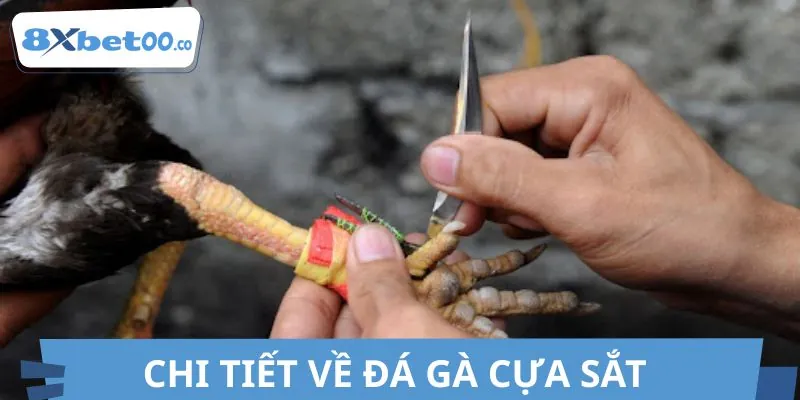 Đá gà cựa sắt là sàn đấu máu lửa tại nền tảng uy tín